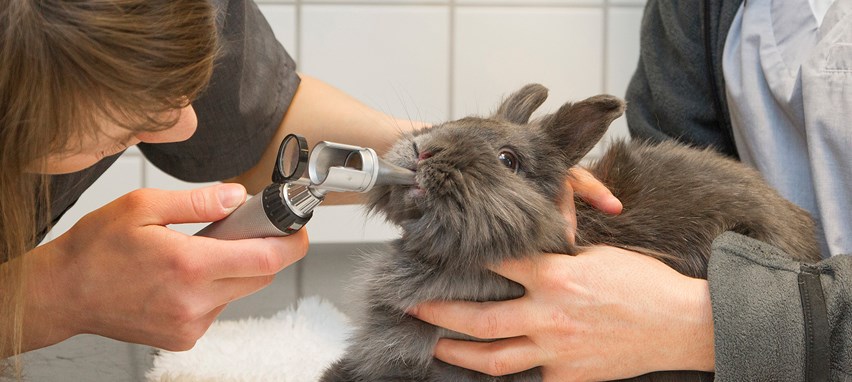 historisk stemning Fjendtlig Avedøre Dyreklinik - Vaccine til kaniner